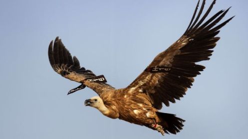 A vulture flies away after being freed in the Negev Desert following an Israeli project during which 66 vultures were captured for monitoring, marking and ringing the vulture population in the desert.